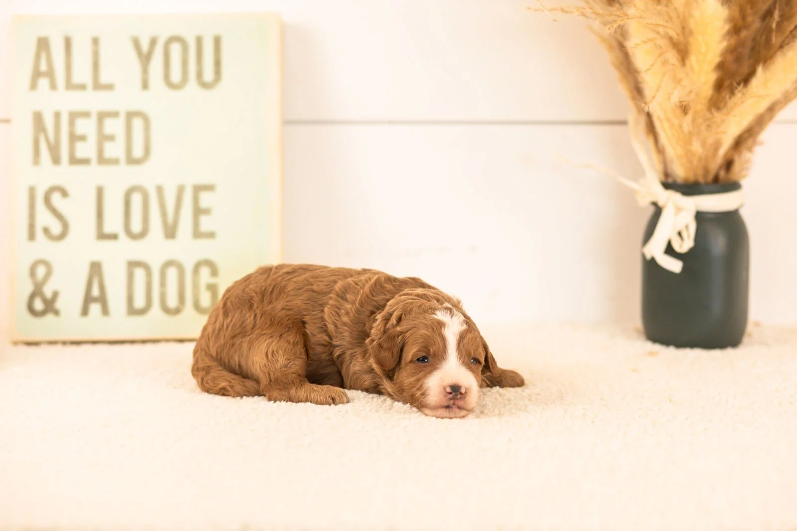 inigo goldendoodle for sale(2).jpg