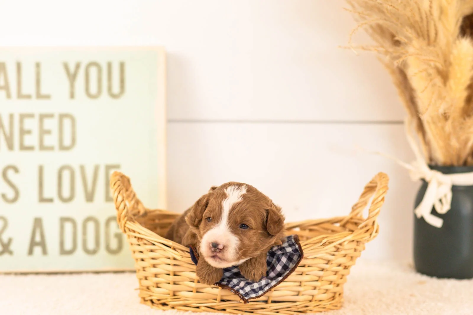 inigo goldendoodle for sale(3).jpg