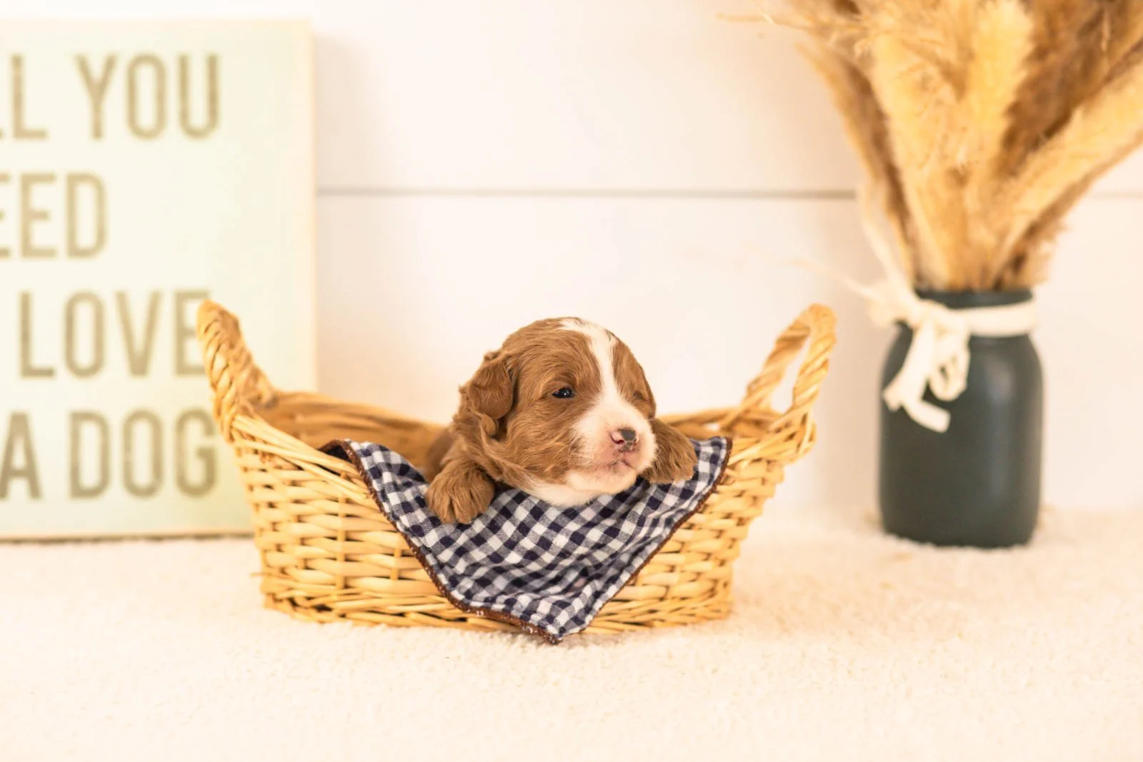 inigo goldendoodle for sale(4).jpg