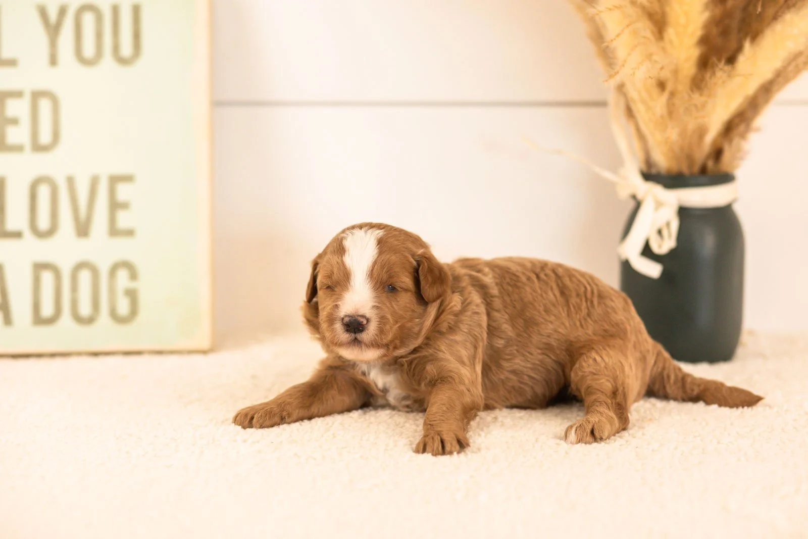 miracle goldendoodle for sale.jpg