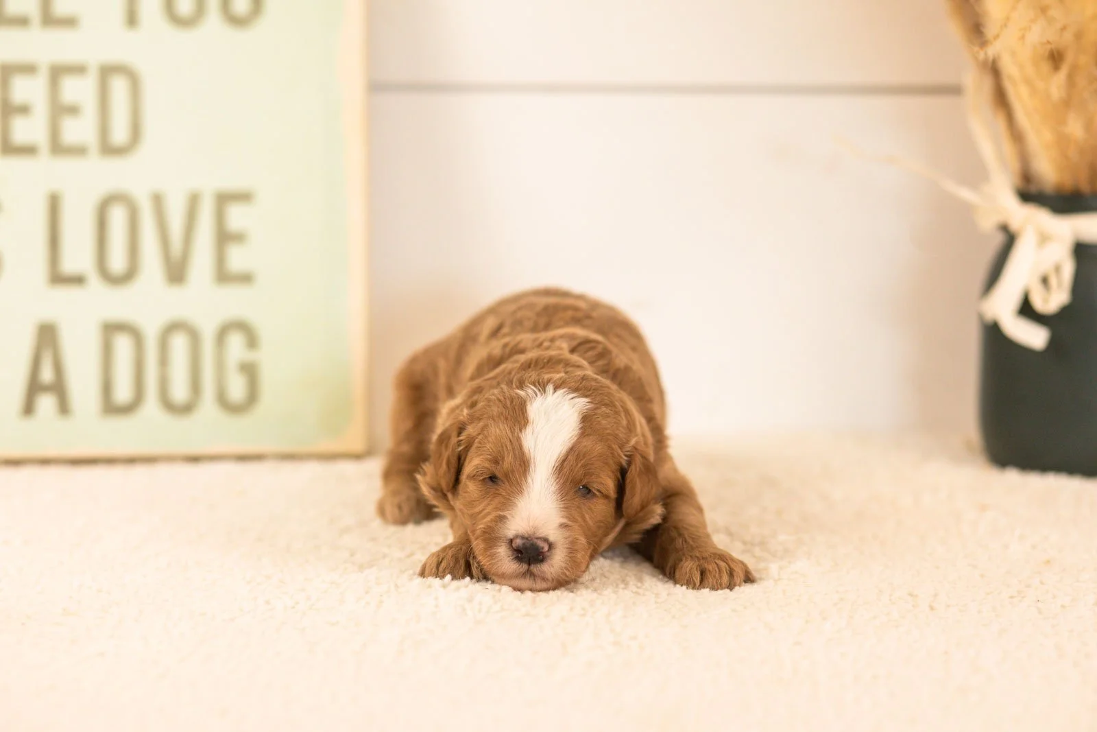 miracle goldendoodle for sale(3).jpg
