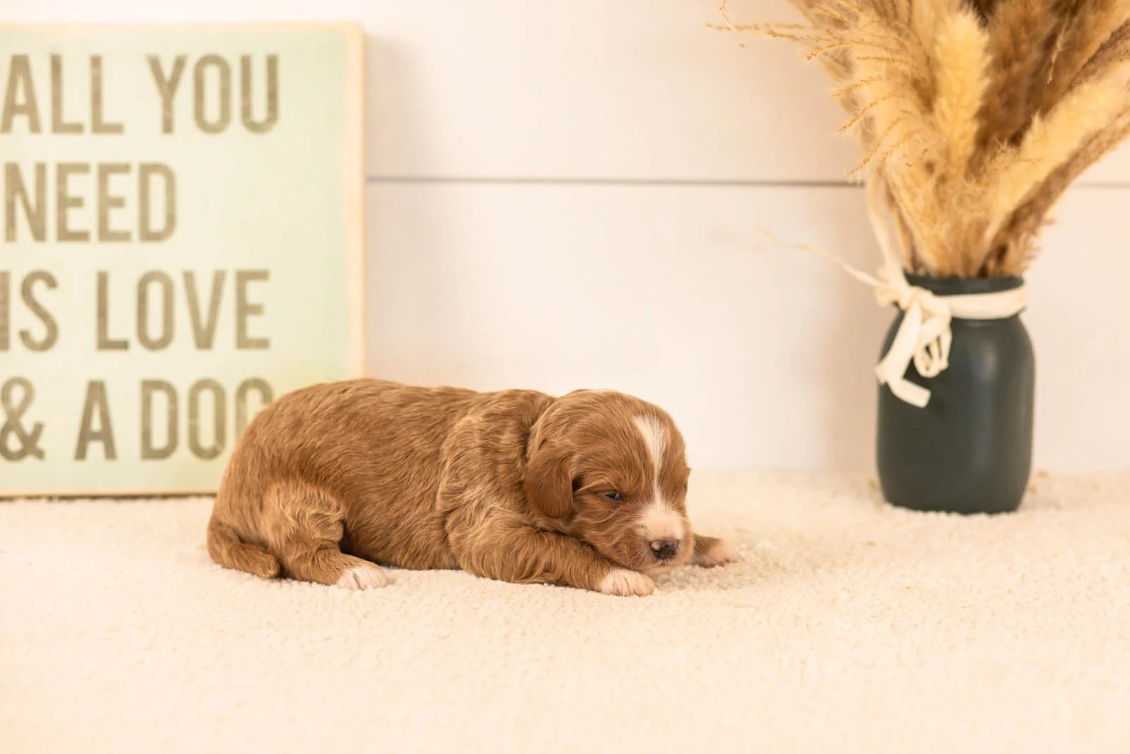 westley goldendoodle for sale(2).jpg