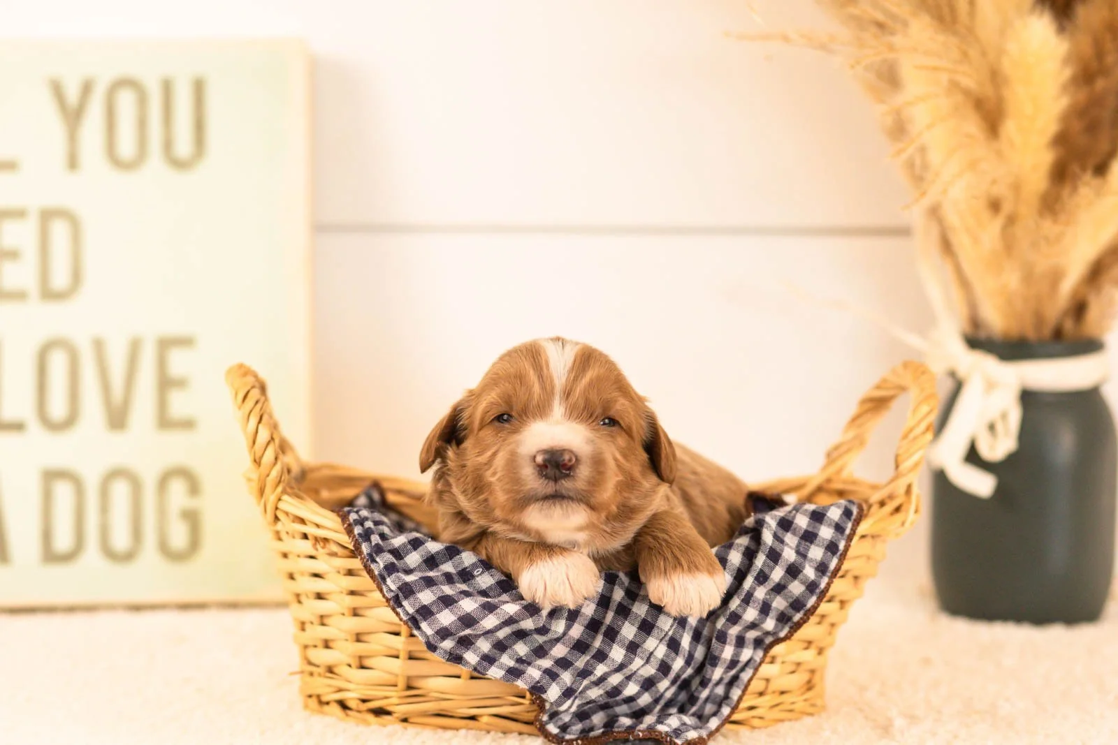 westley goldendoodle for sale(3).jpg