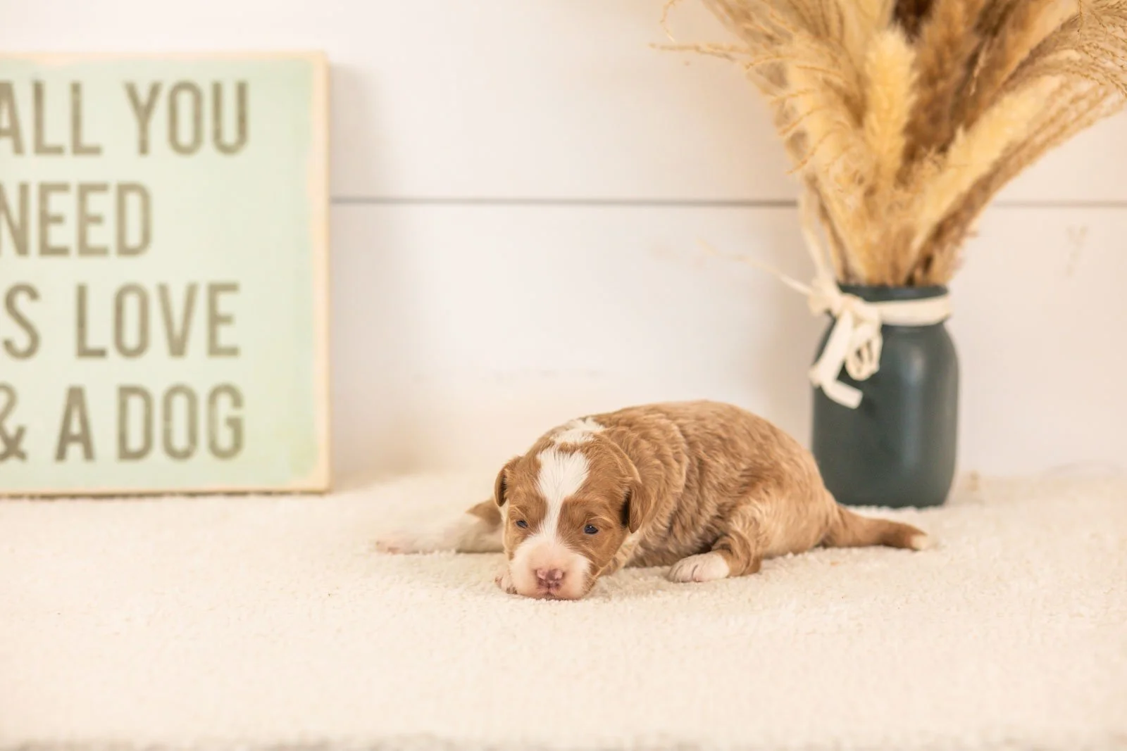 mila goldendoodle for sale.jpg