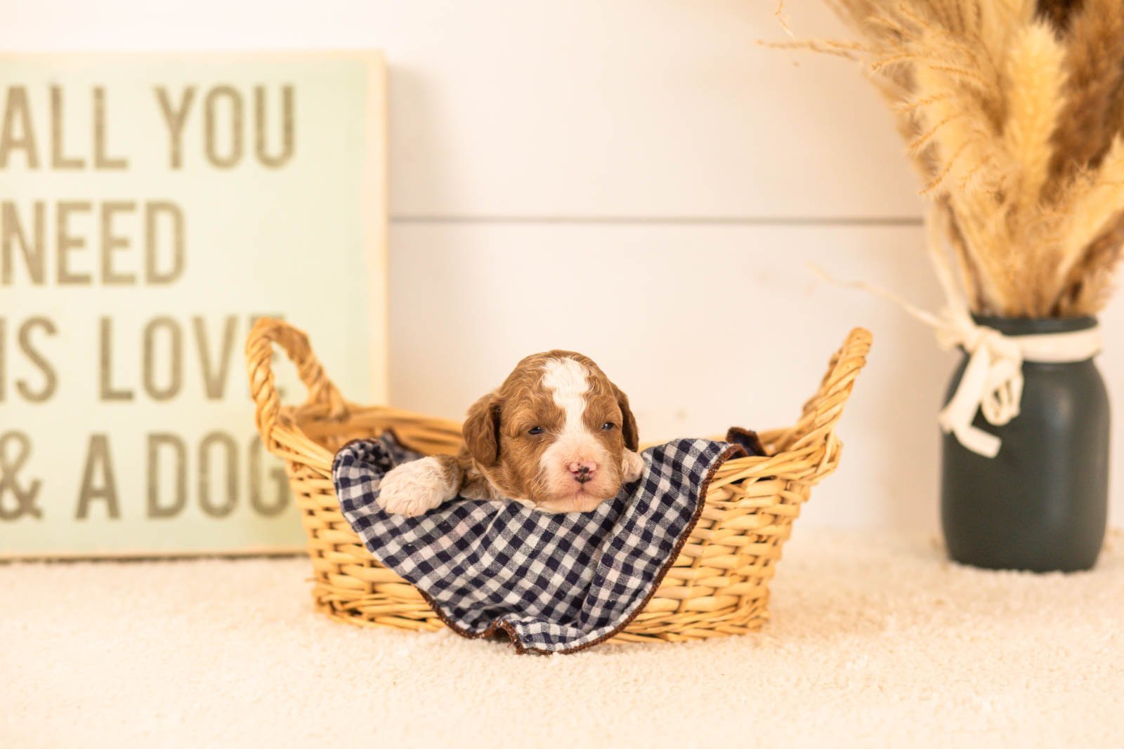 suki goldendoodle for sale.jpg