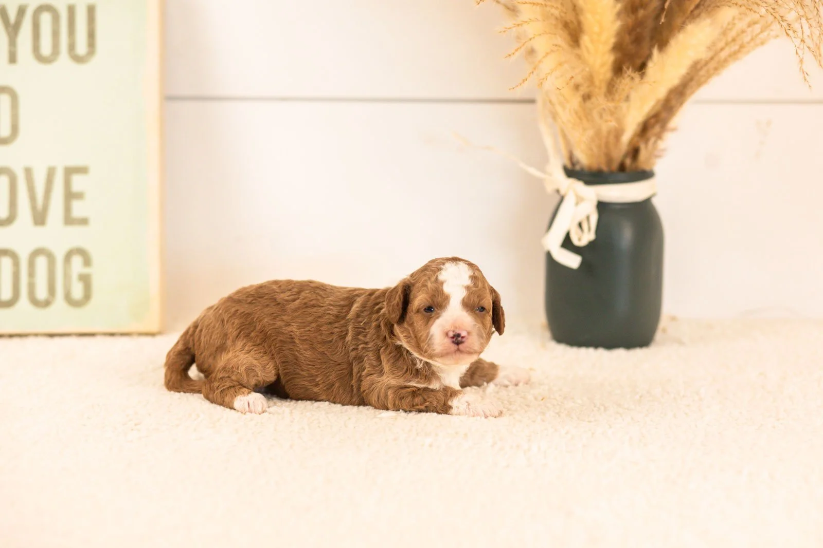 suki goldendoodle for sale(1).jpg