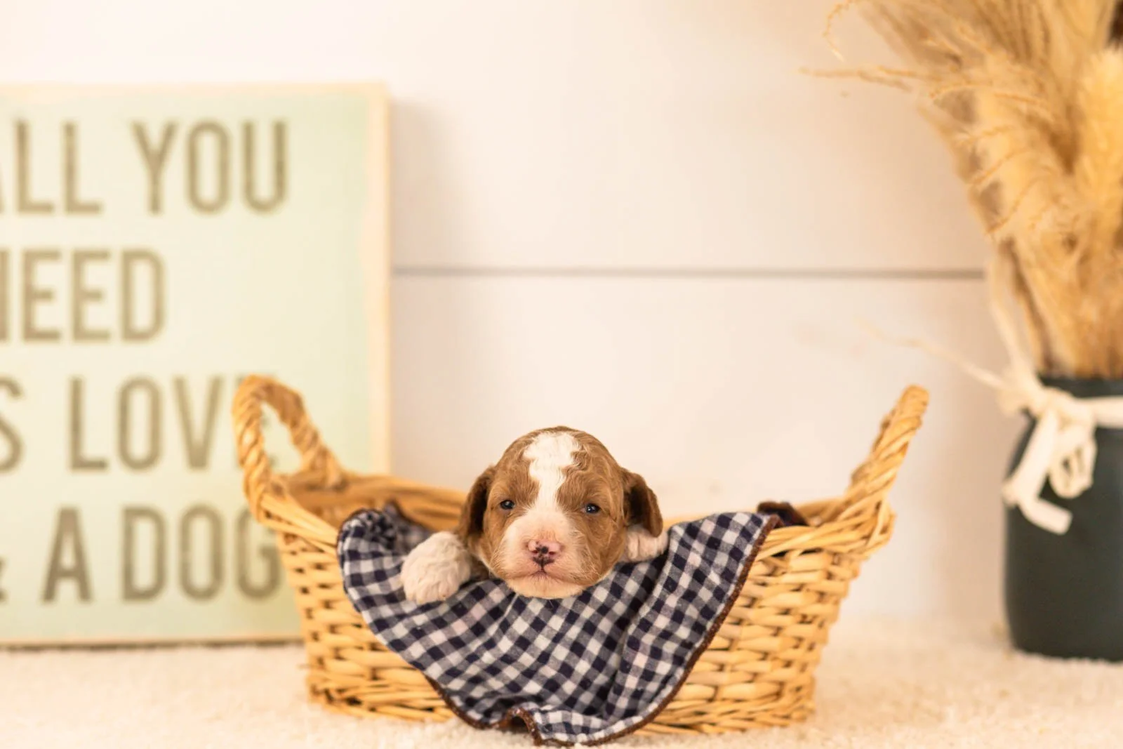 suki goldendoodle for sale(2).jpg