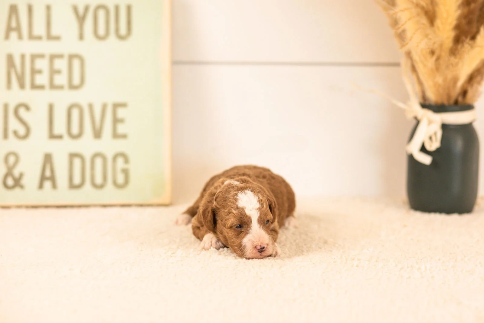 suki goldendoodle for sale(4).jpg