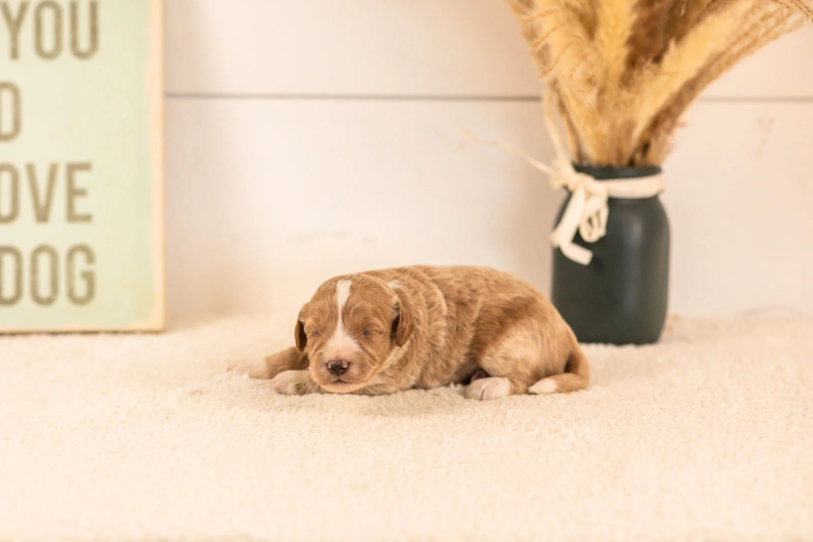 agape goldendoodle for sale.jpg
