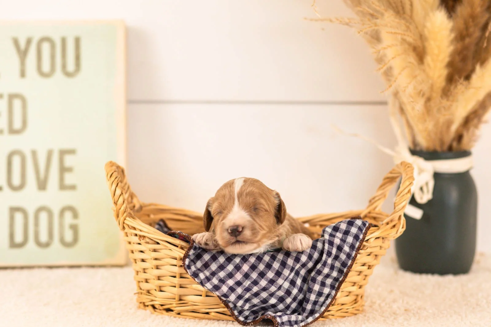 agape goldendoodle for sale(2).jpg