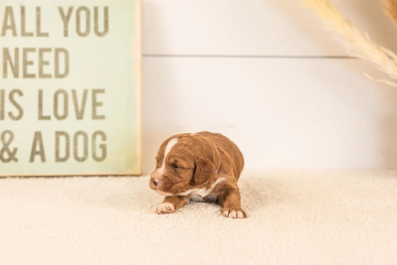 amor goldendoodle for sale.jpg