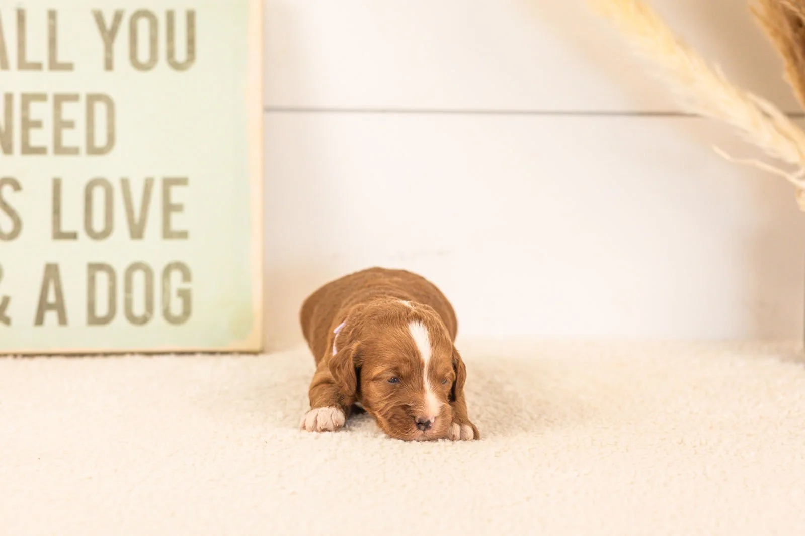 amor goldendoodle for sale(1).jpg