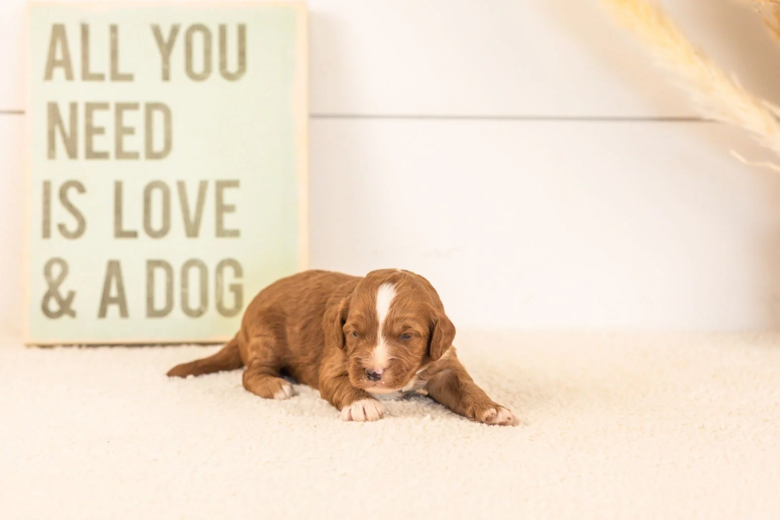 amor goldendoodle for sale(2).jpg
