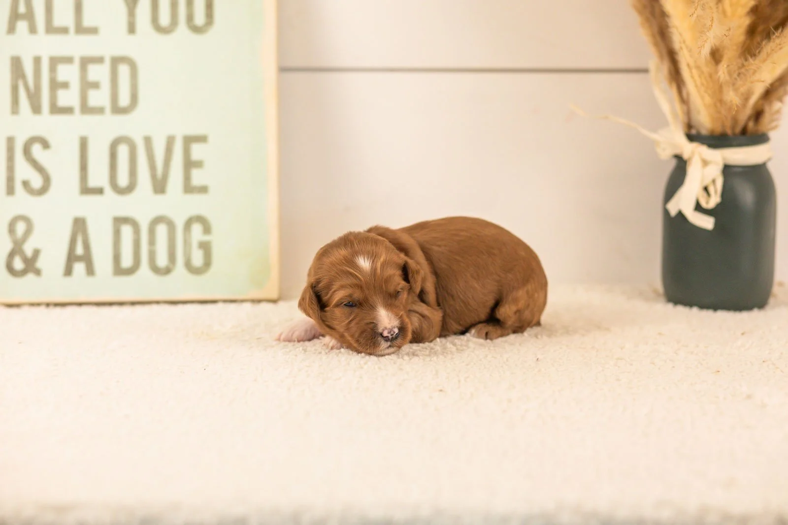 Astros goldendoodle for sale(1).jpg
