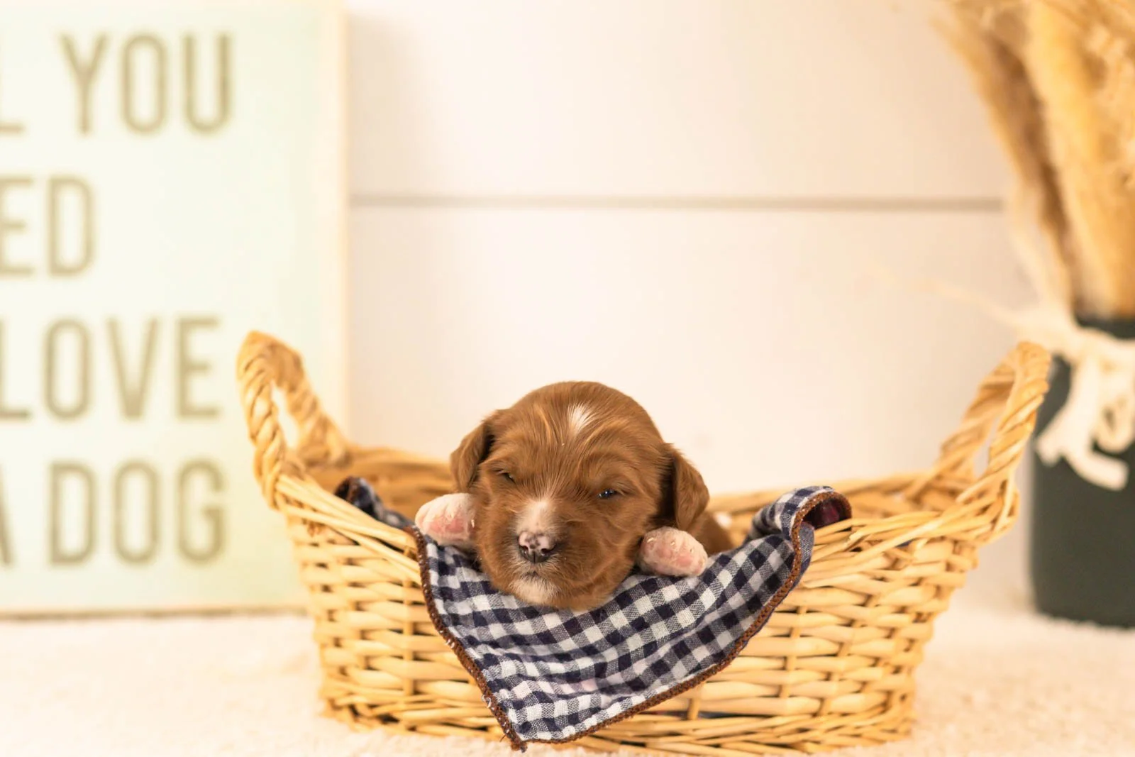 Astros goldendoodle for sale(3).jpg