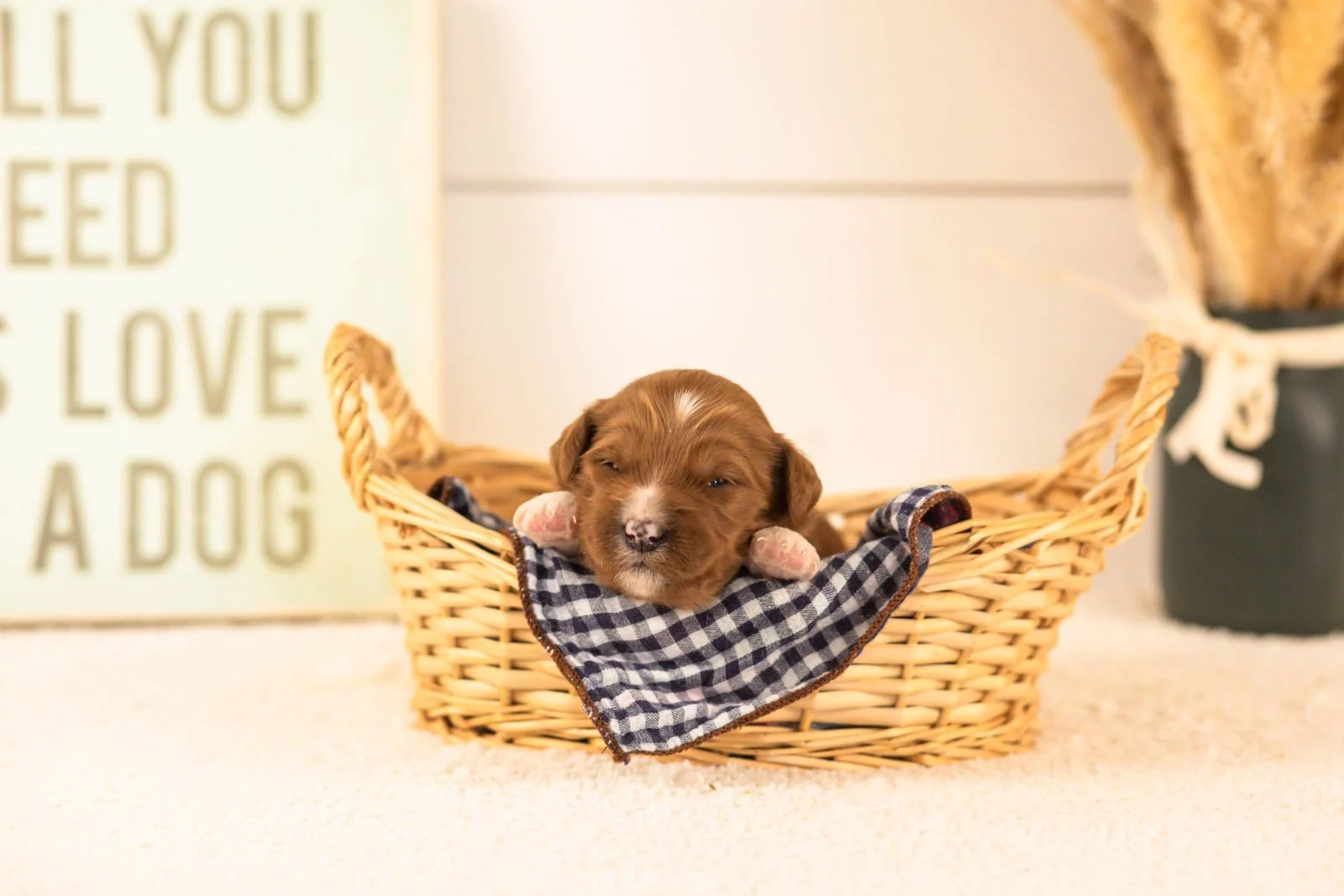 Astros goldendoodle for sale(4).jpg