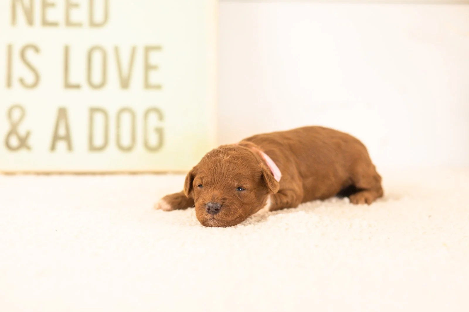 cubs goldendoodle for sale(1).jpg