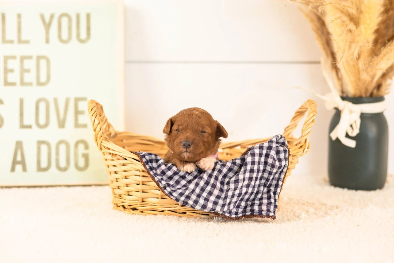 cubs goldendoodle for sale(3).jpg