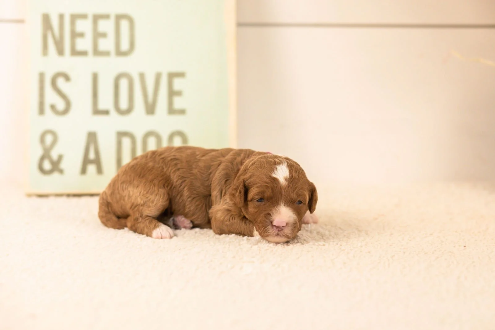 dodgers goldendoodle for sale.jpg