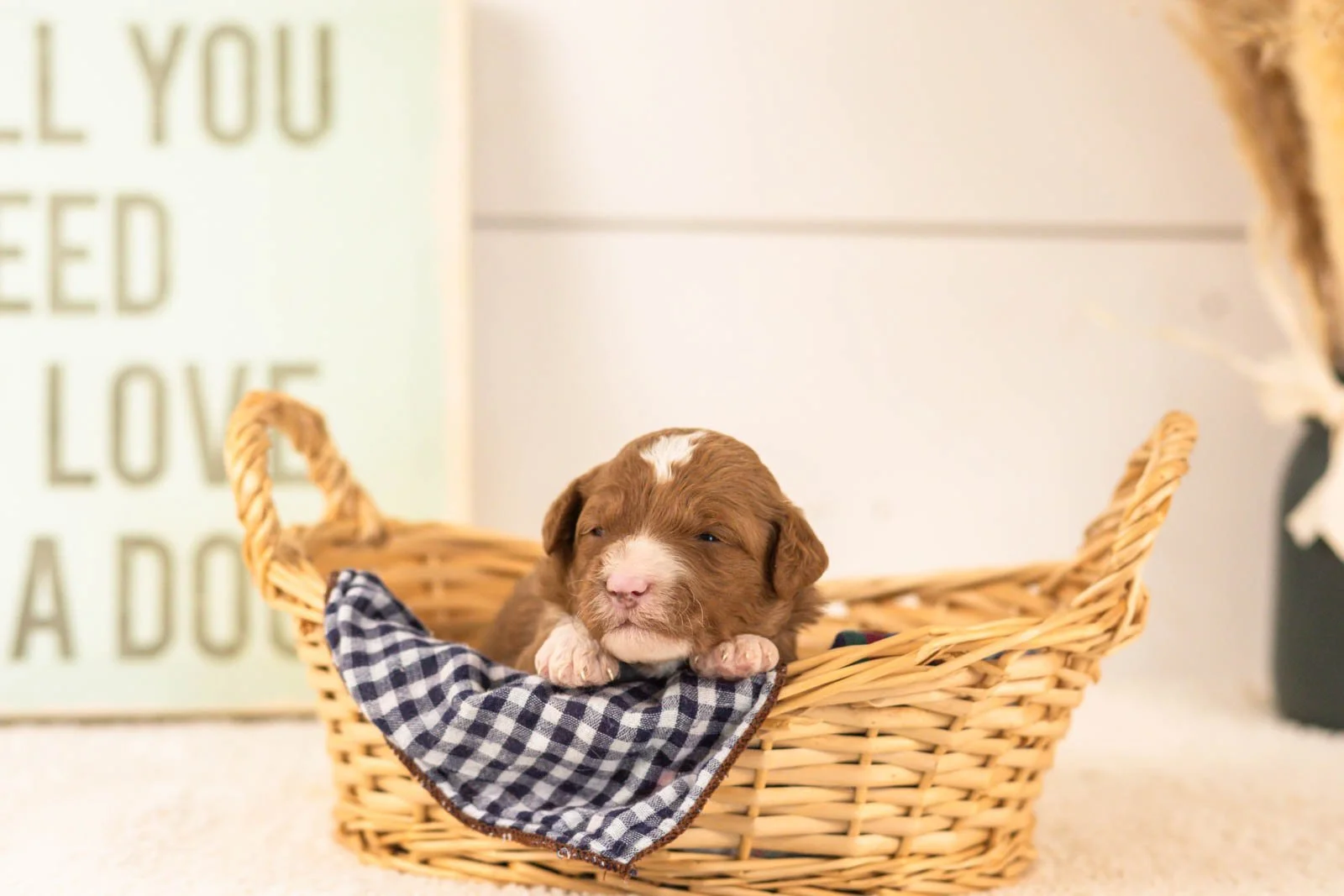 dodgers goldendoodle for sale(1).jpg