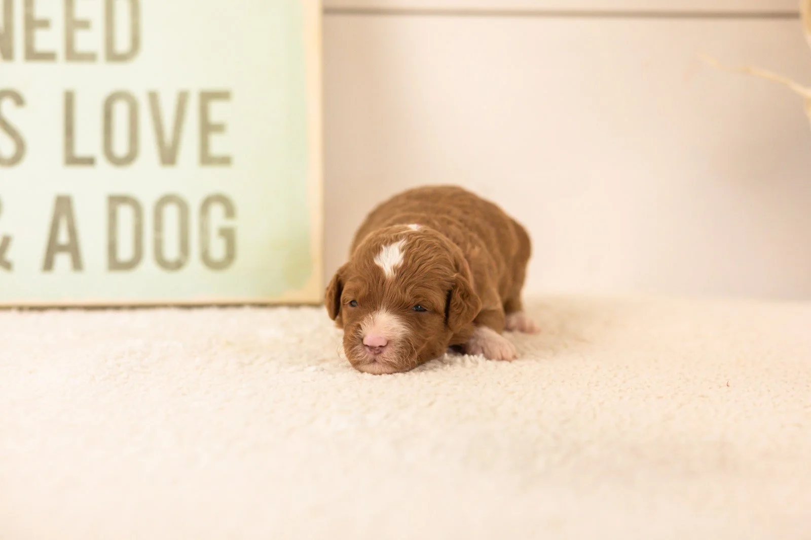 dodgers goldendoodle for sale(2).jpg