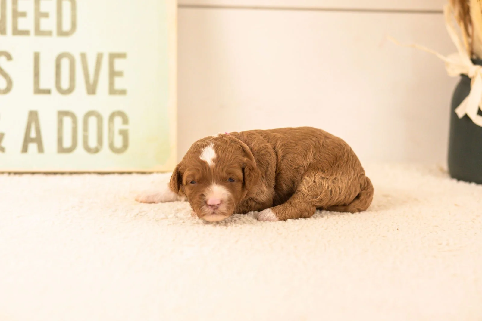 dodgers goldendoodle for sale(4).jpg