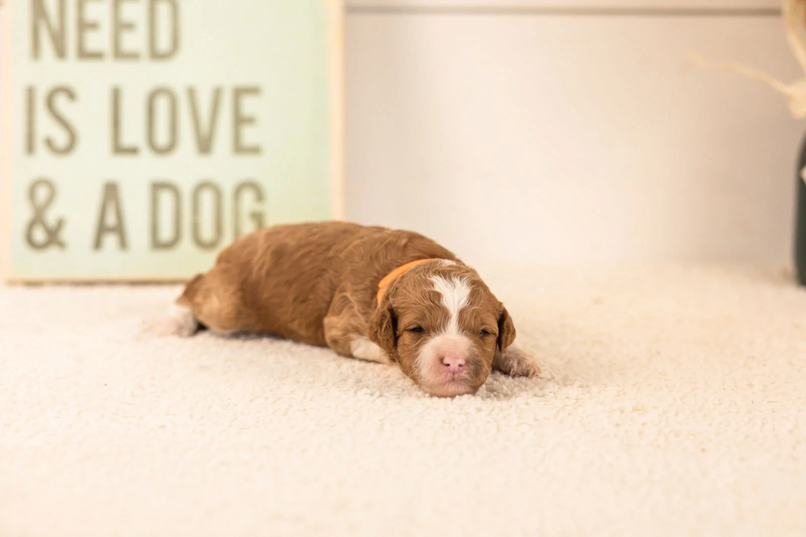 mets goldendoodle for sale.jpg