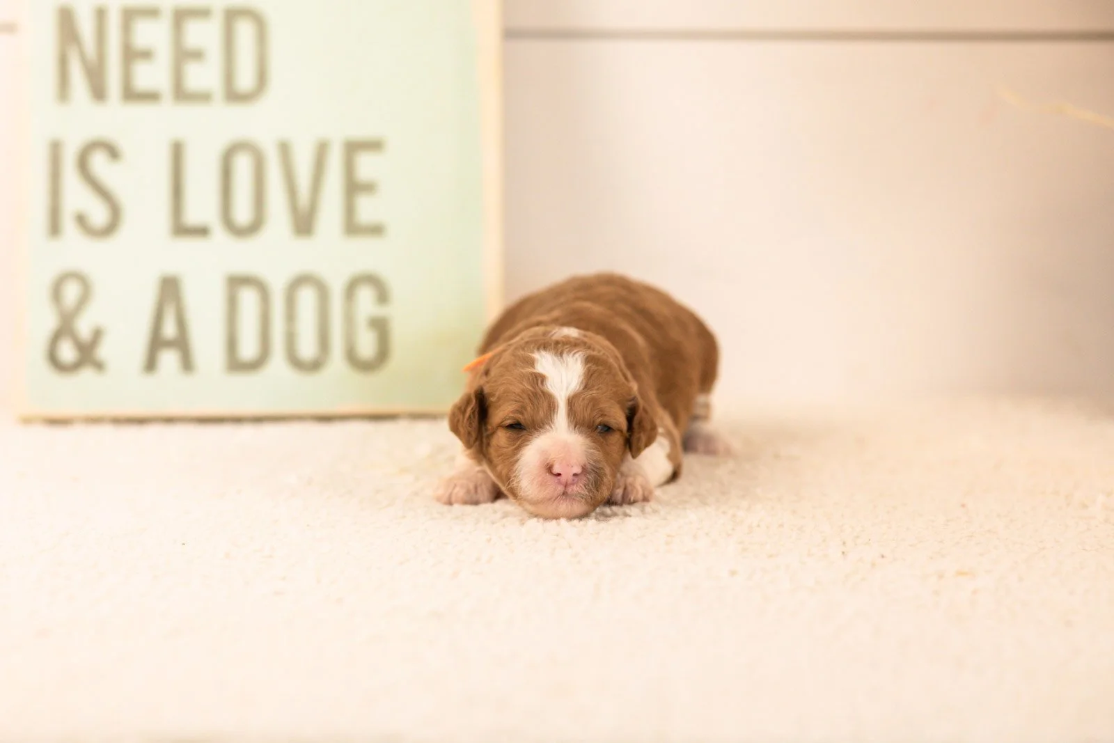 mets goldendoodle for sale(2).jpg