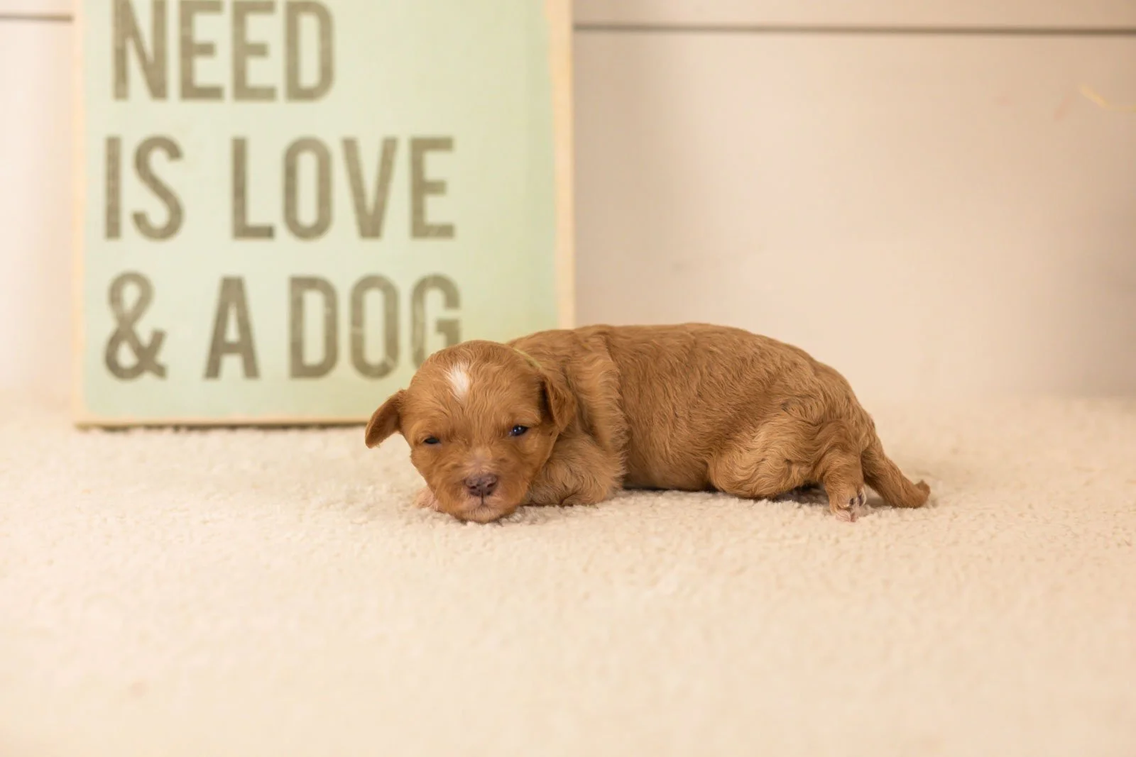 tigers goldendoodle for sale.jpg
