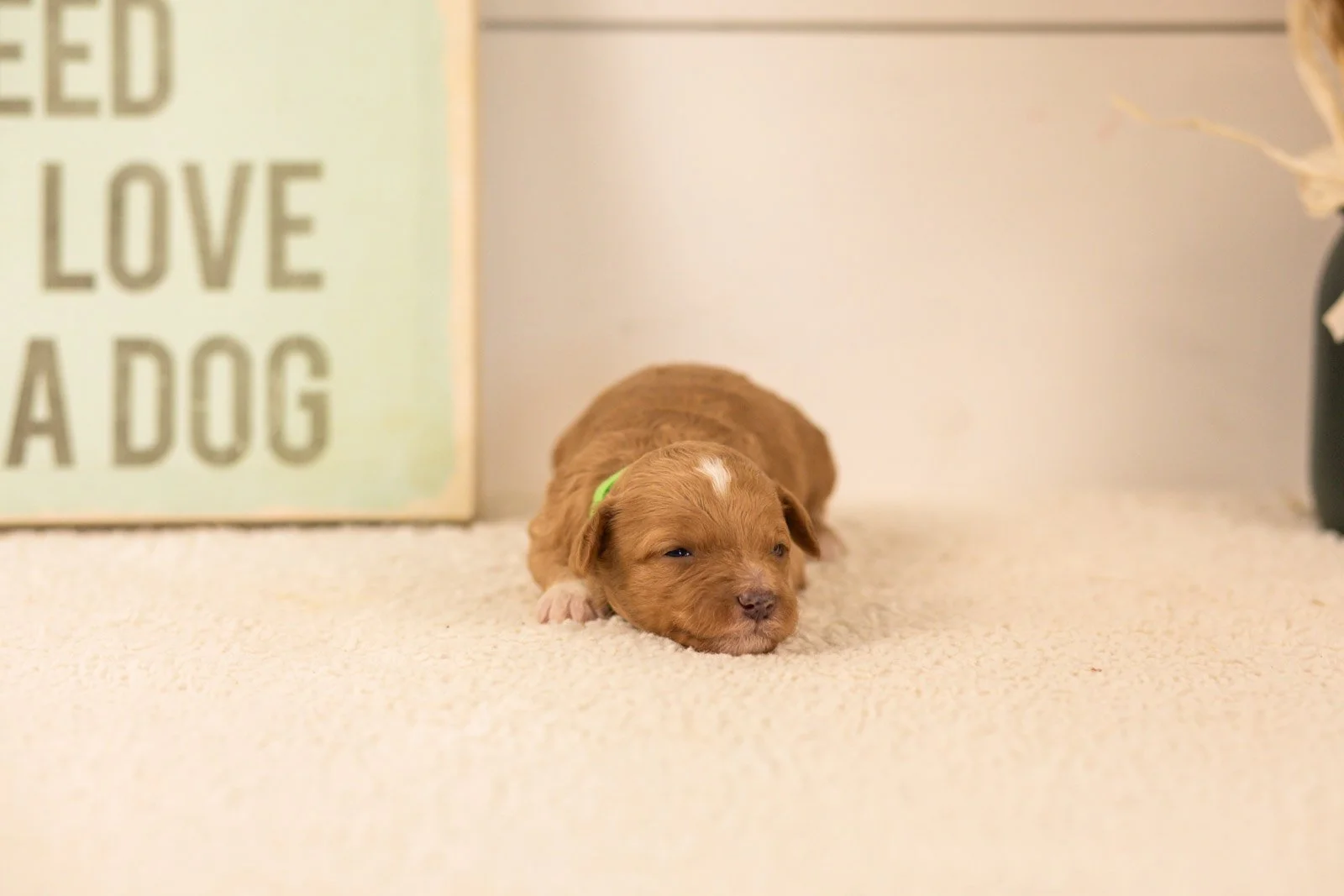 tigers goldendoodle for sale(2).jpg