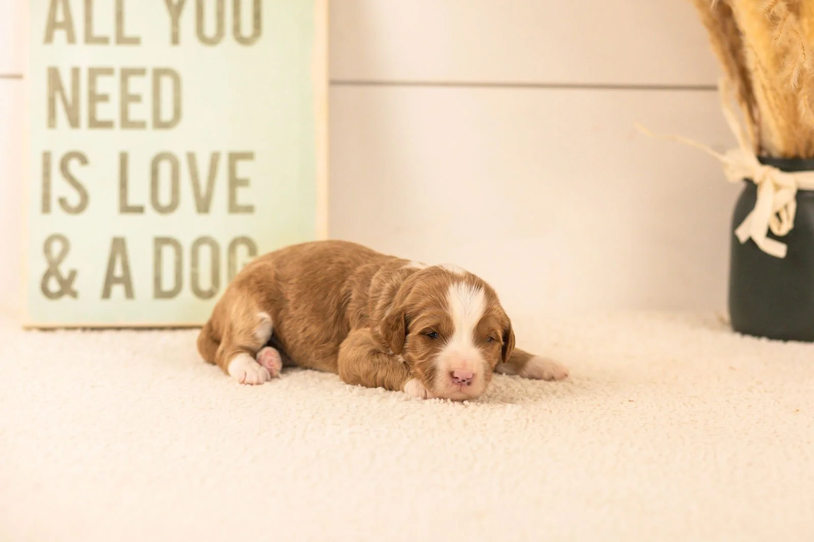 white sox goldendoodle for sale.jpg