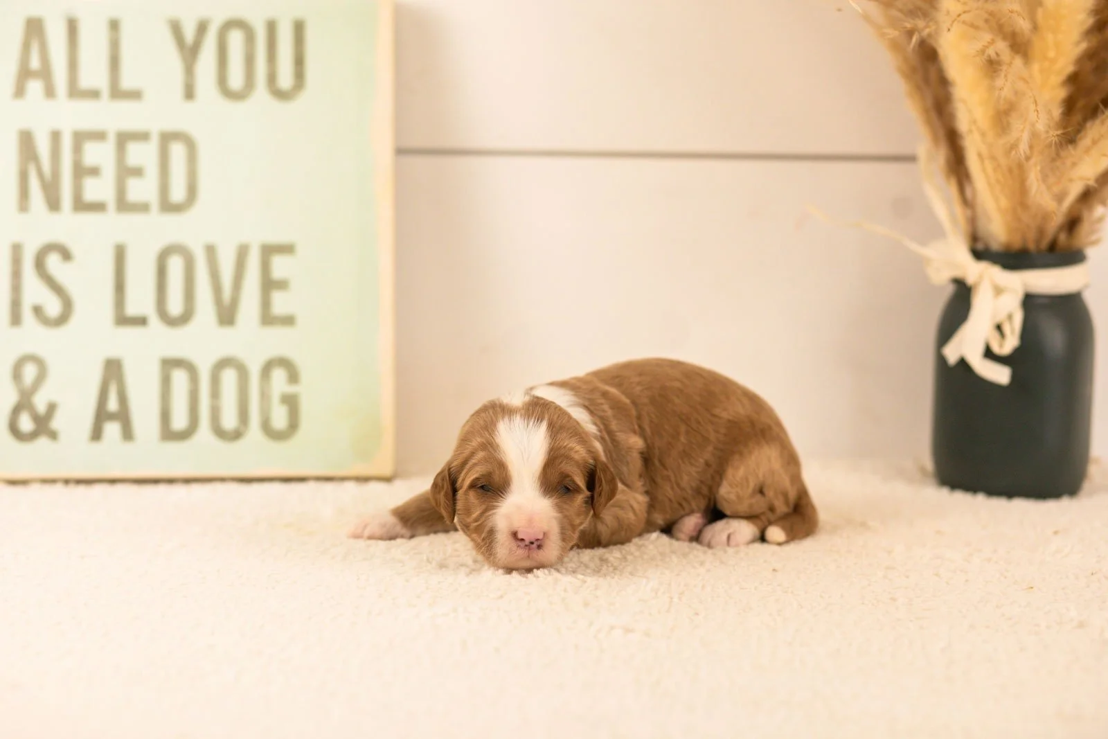 white sox goldendoodle for sale(1).jpg