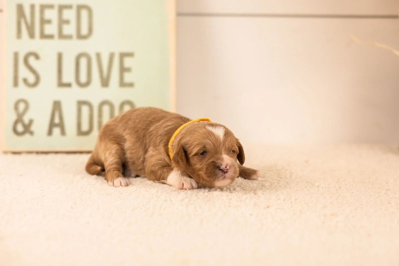 mariners goldendoodle for sale.jpg