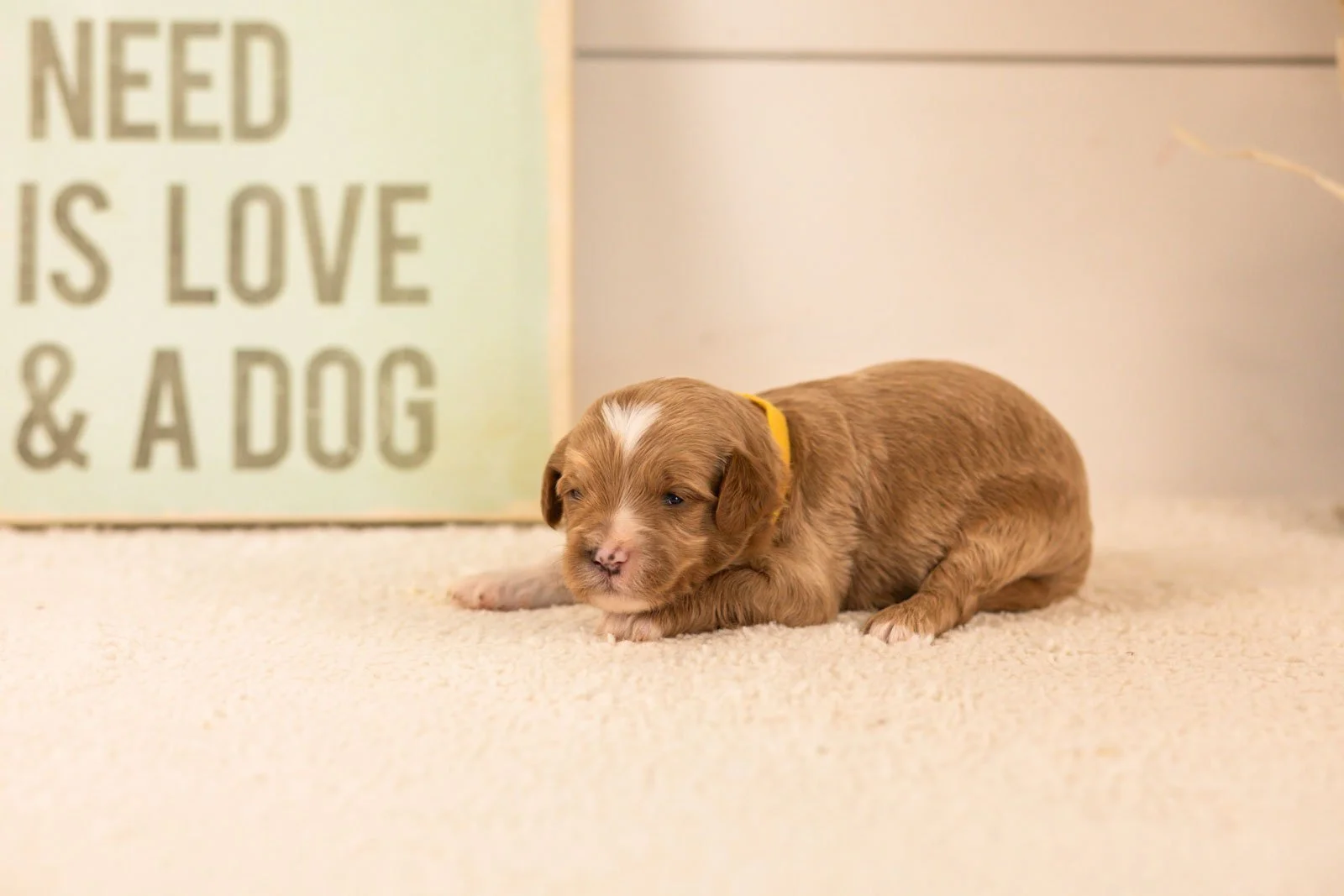 mariners goldendoodle for sale(1).jpg