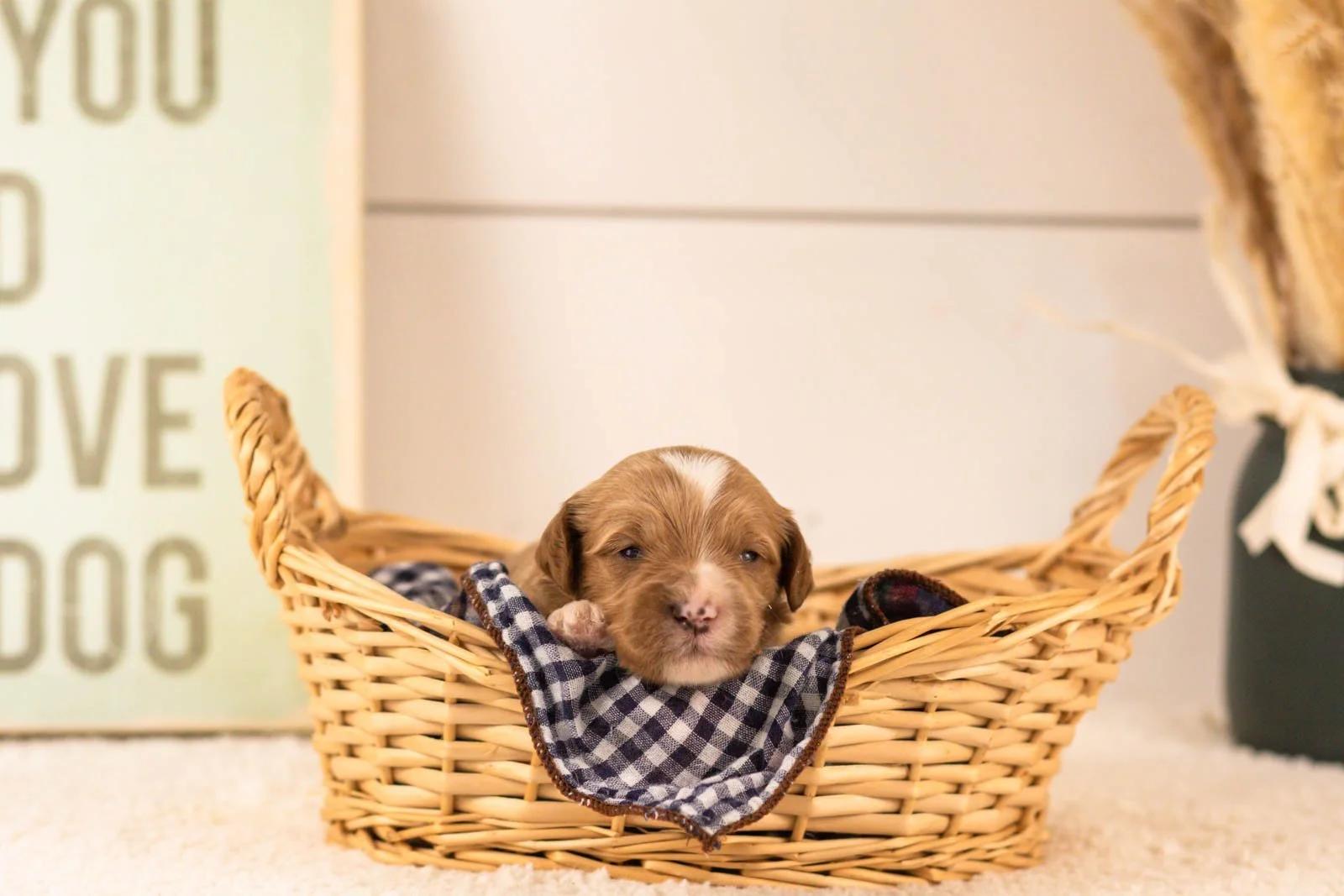 mariners goldendoodle for sale(2).jpg