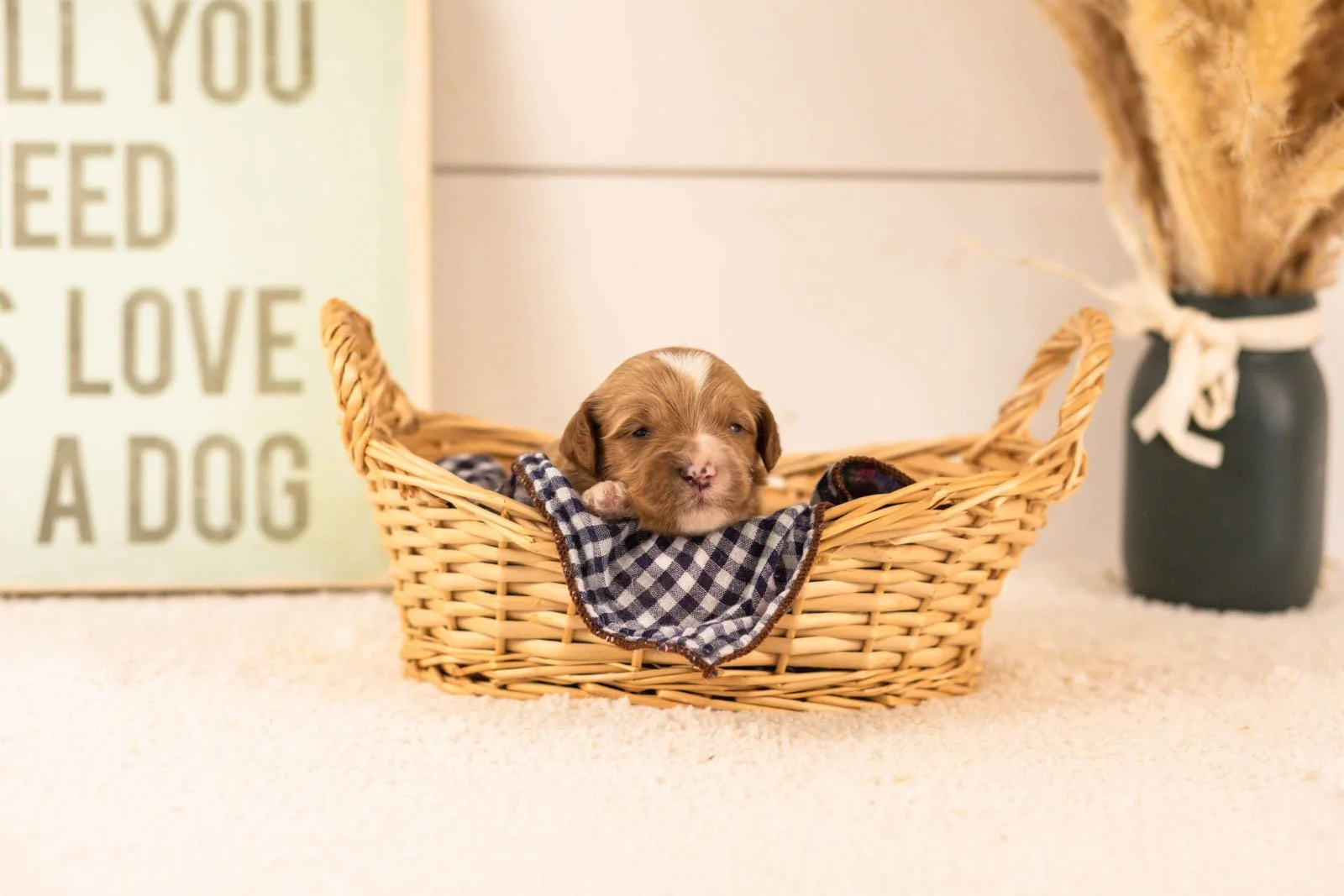 mariners goldendoodle for sale(3).jpg