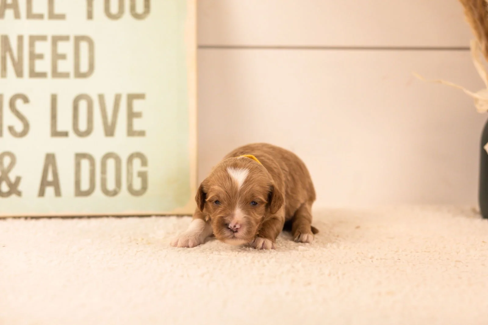 mariners goldendoodle for sale(4).jpg