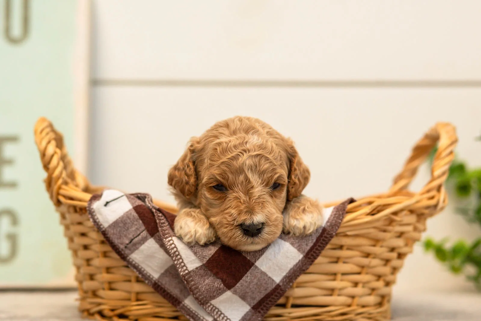 Daisy goldendoodle for sale.jpg