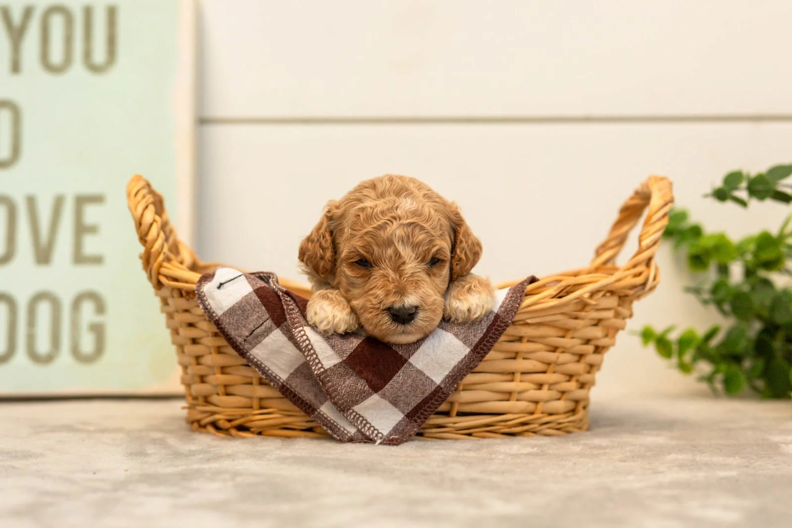 Daisy goldendoodle for sale(1).jpg