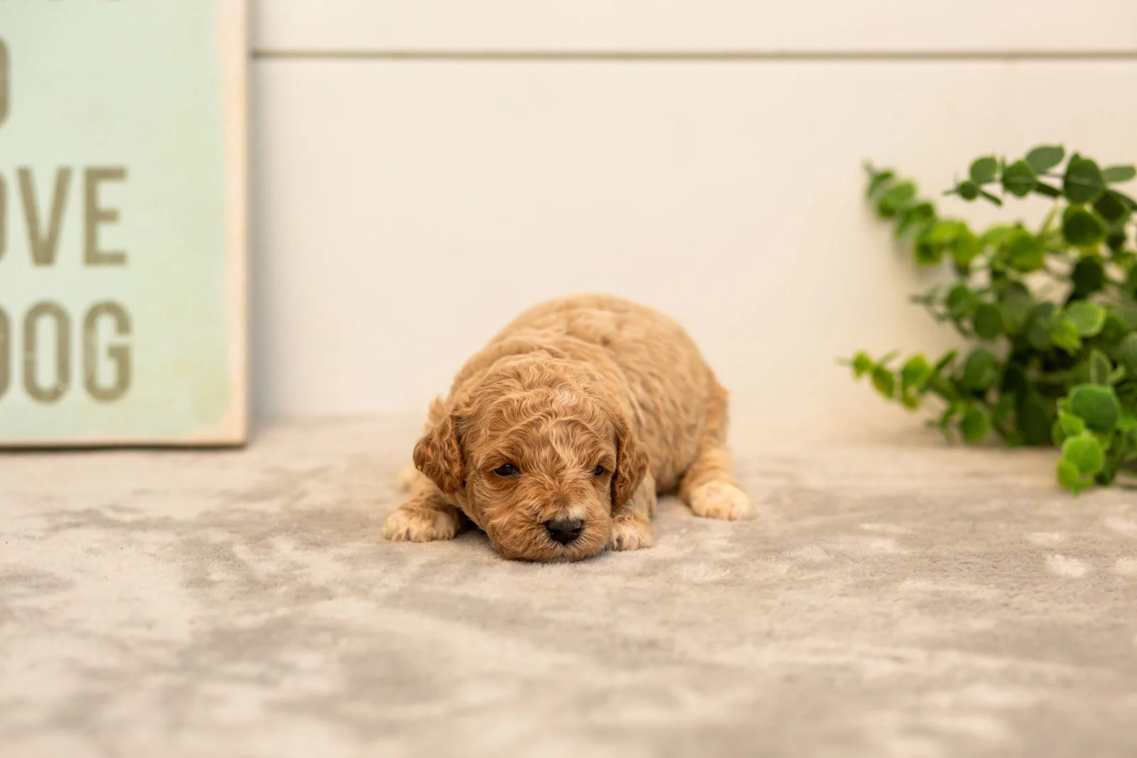 Daisy goldendoodle for sale(2).jpg