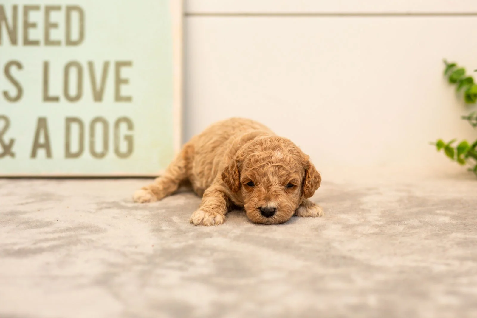 Daisy goldendoodle for sale(3).jpg
