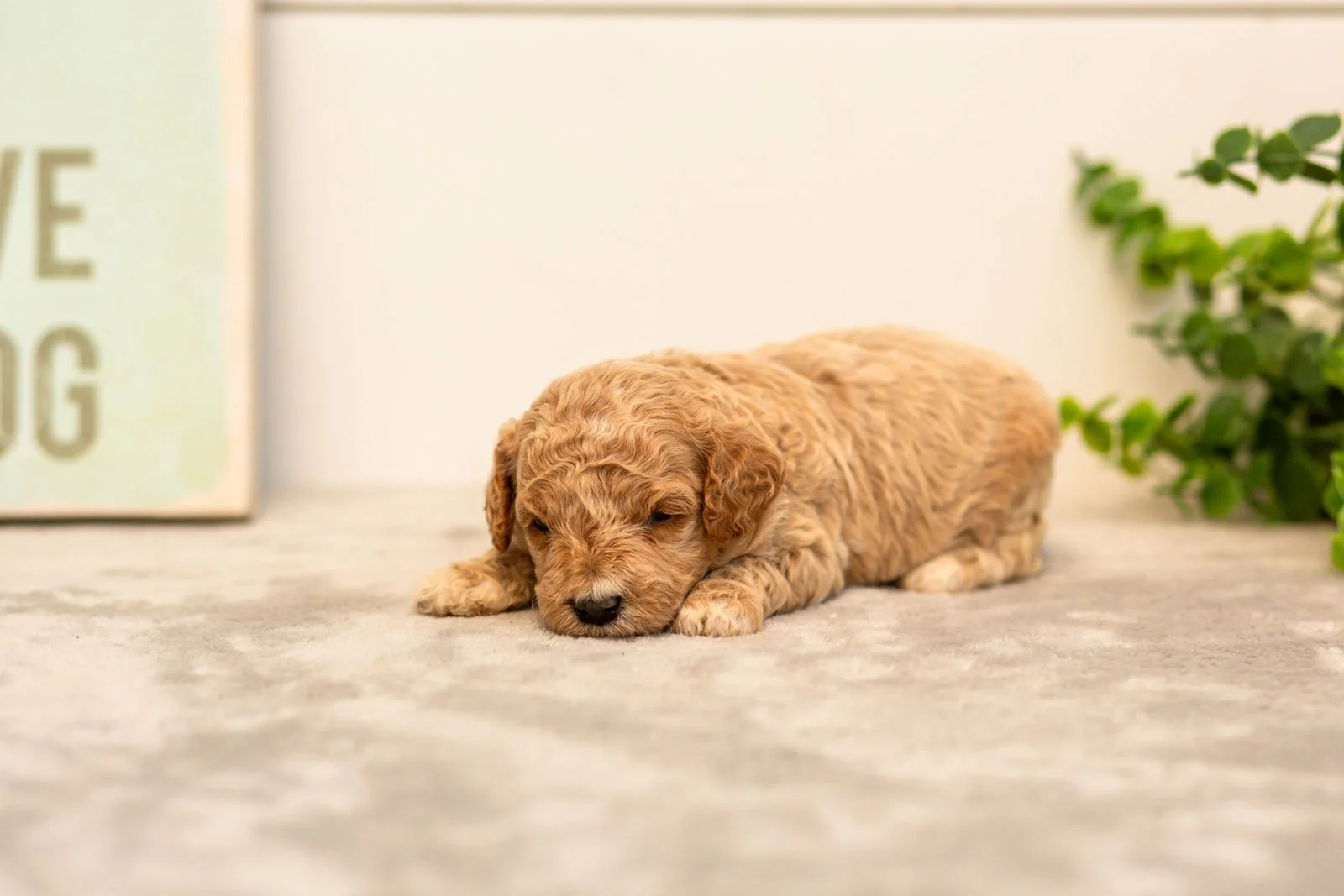 Daisy goldendoodle for sale(4).jpg