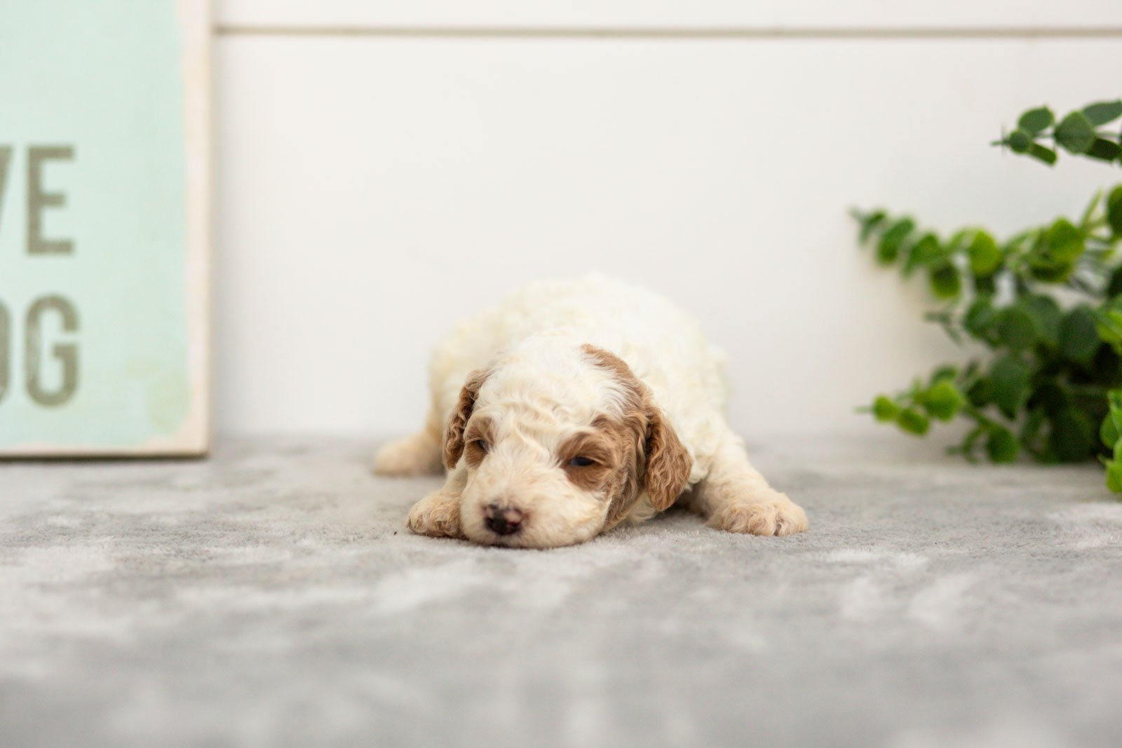 Fern goldendoodle for sale.jpg