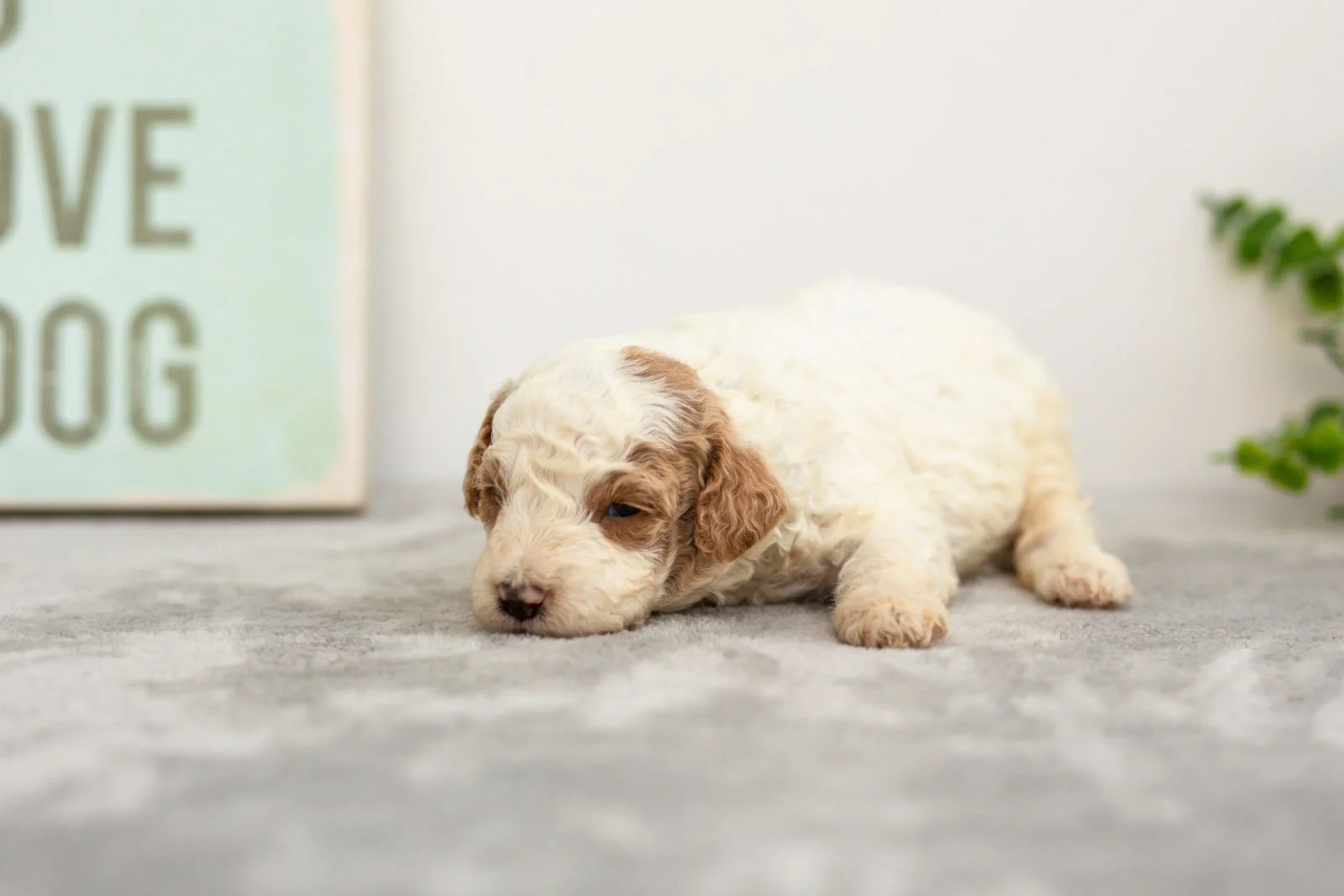 Fern goldendoodle for sale(1).jpg