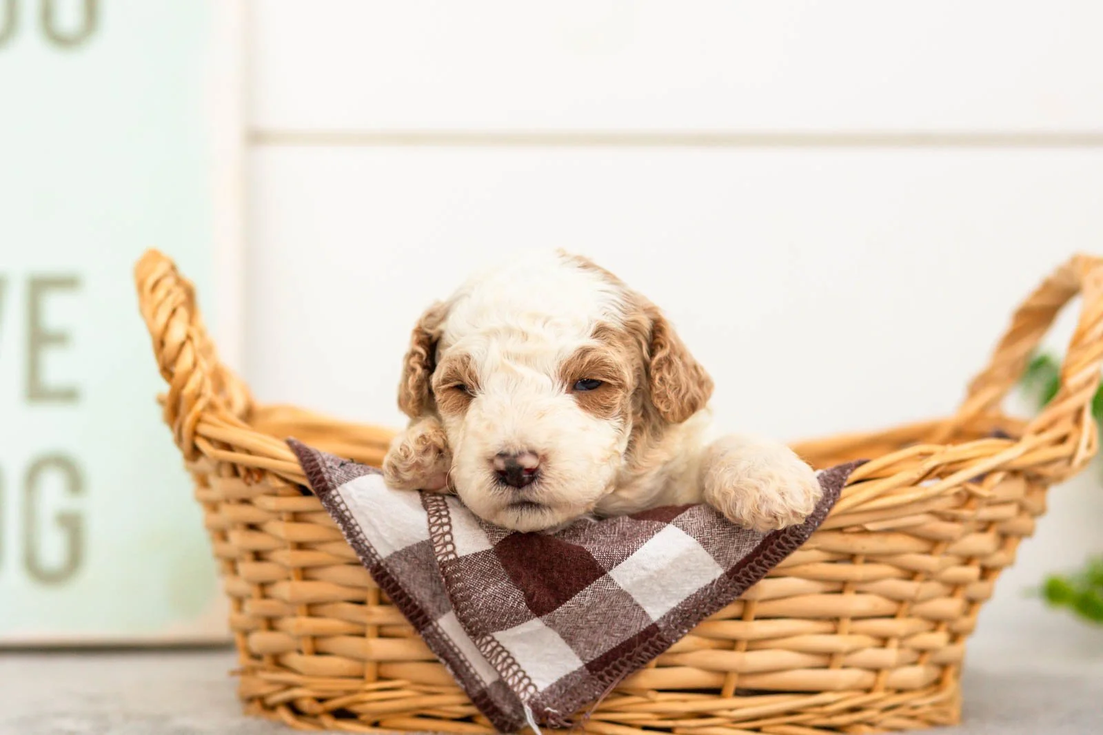 Fern goldendoodle for sale(2).jpg