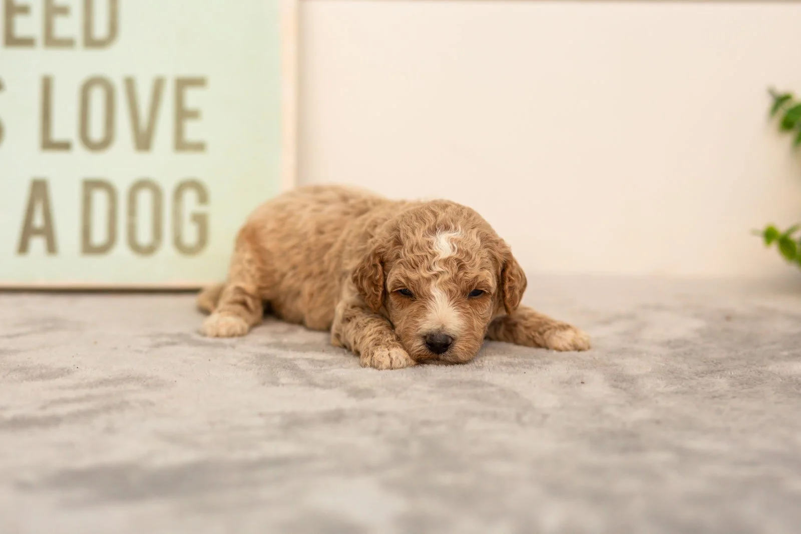 Iris goldendoodle for sale(1).jpg