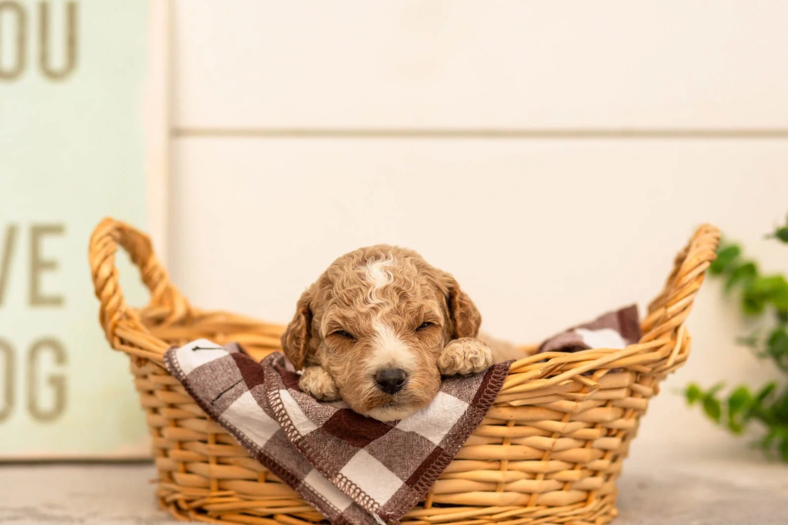 Iris goldendoodle for sale(2).jpg
