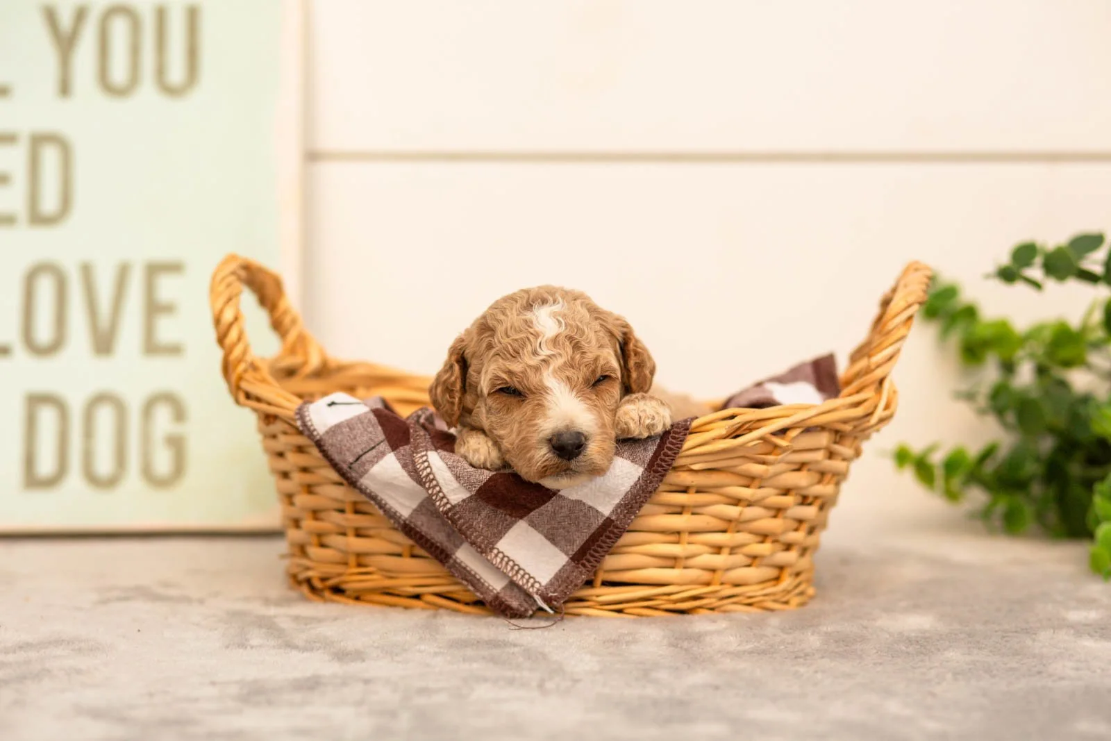 Iris goldendoodle for sale(3).jpg