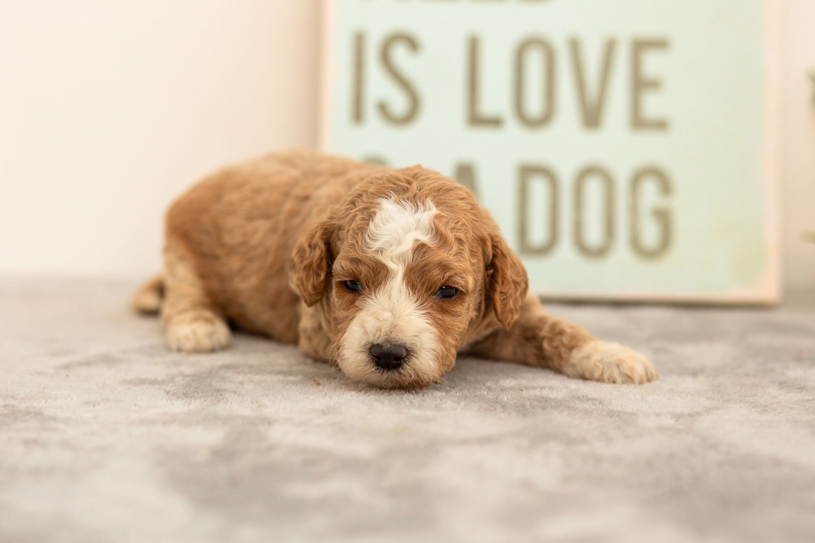 Ivy goldendoodle for sale(1).jpg