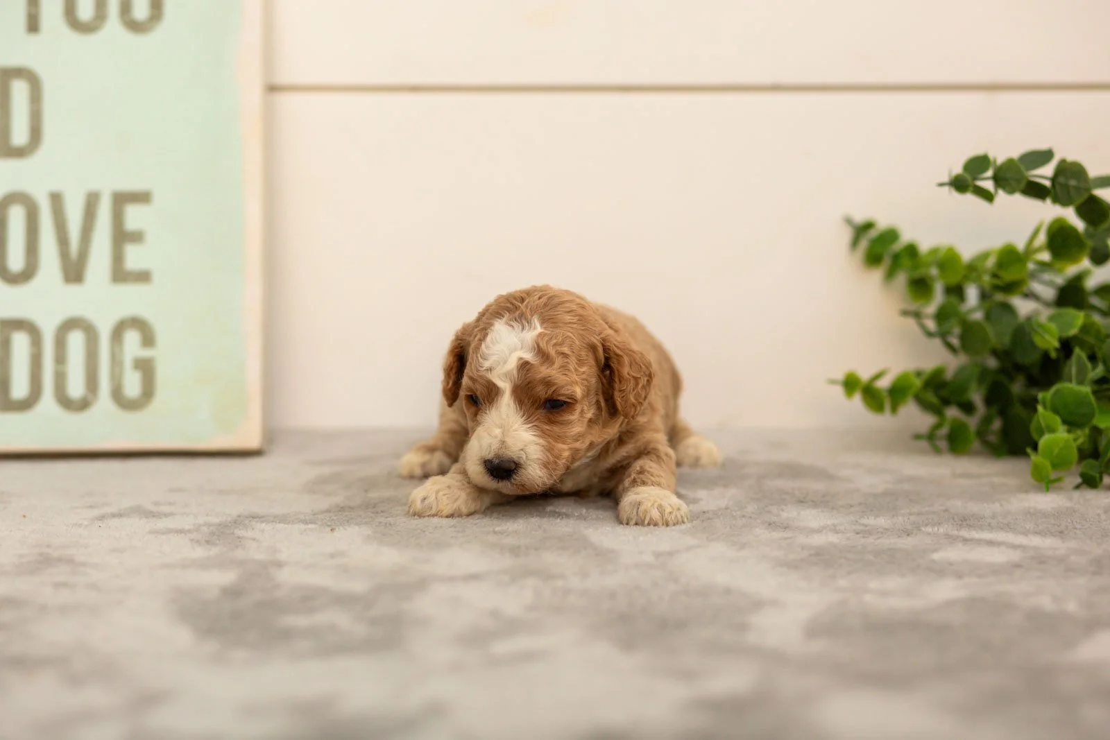 Ivy goldendoodle for sale(2).jpg